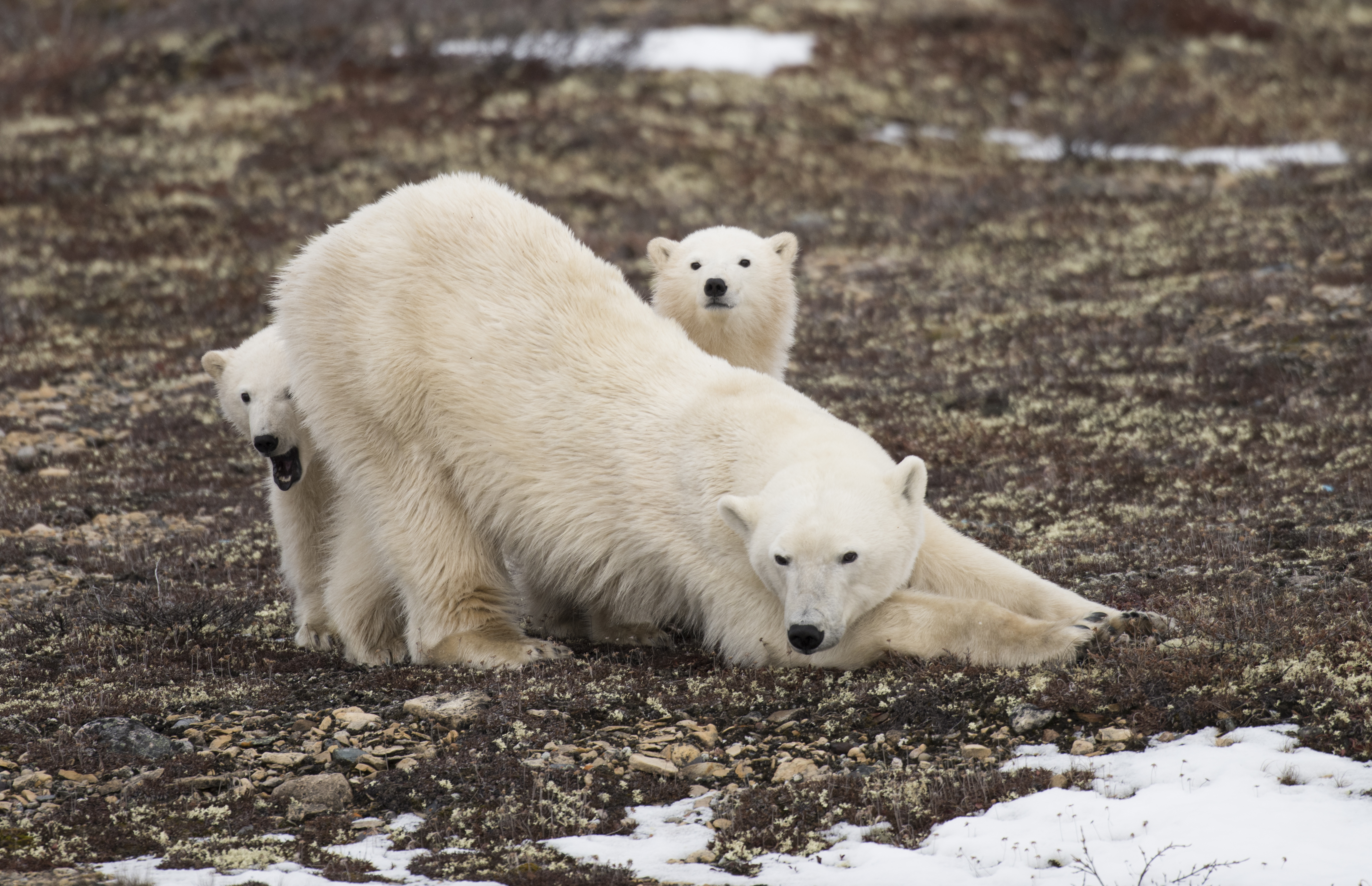 Ultimate Polar Bear Adventure