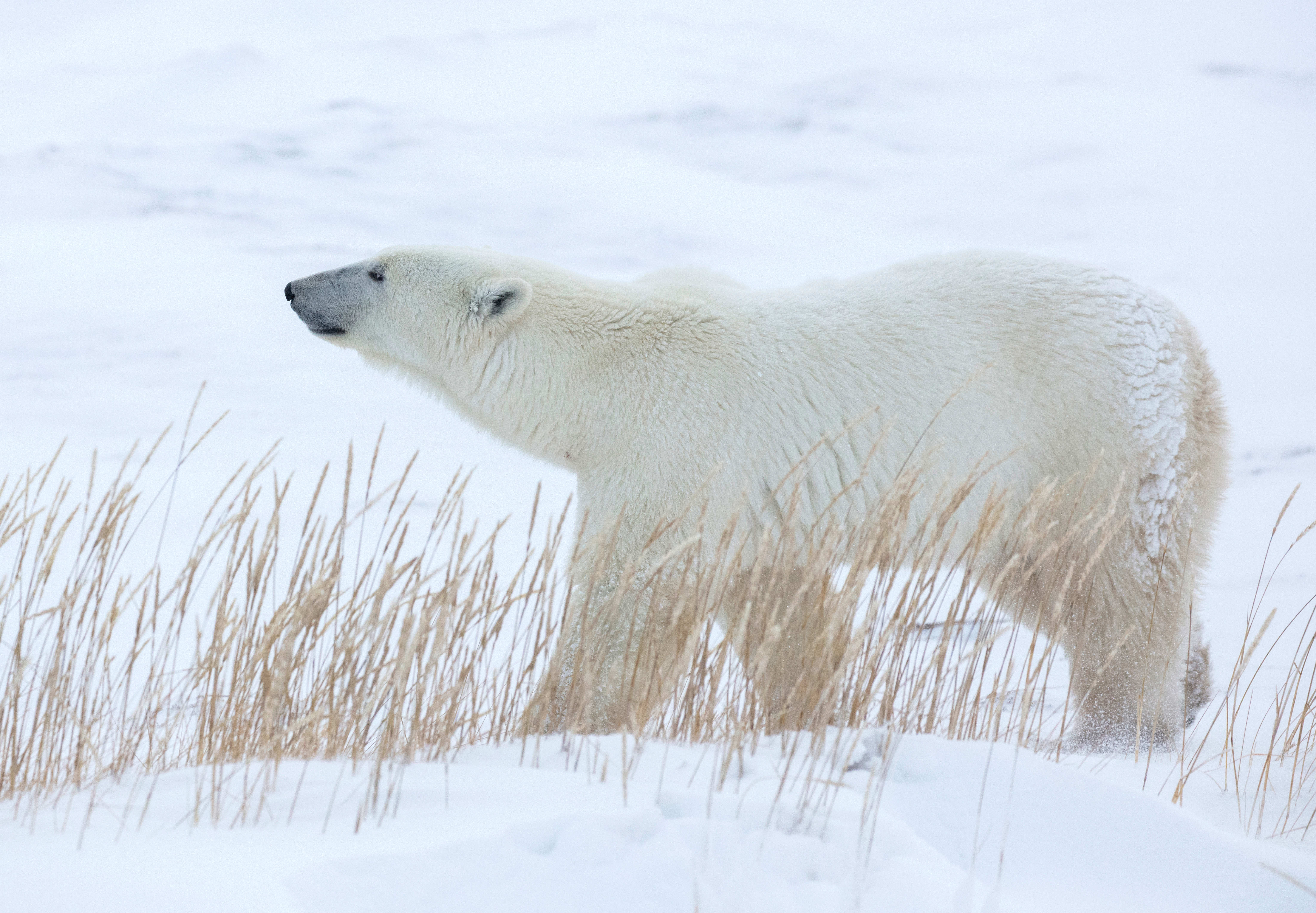 Ultimate Polar Bear Adventure 5