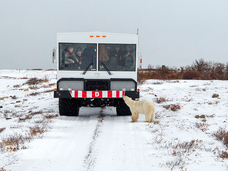 Ultimate Polar Bear Adventure 6