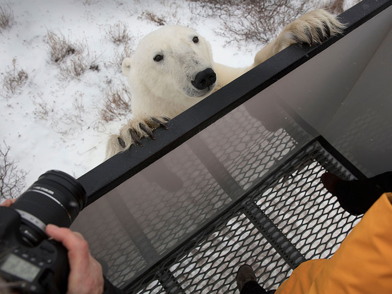 Ultimate Polar Bear Adventure 7