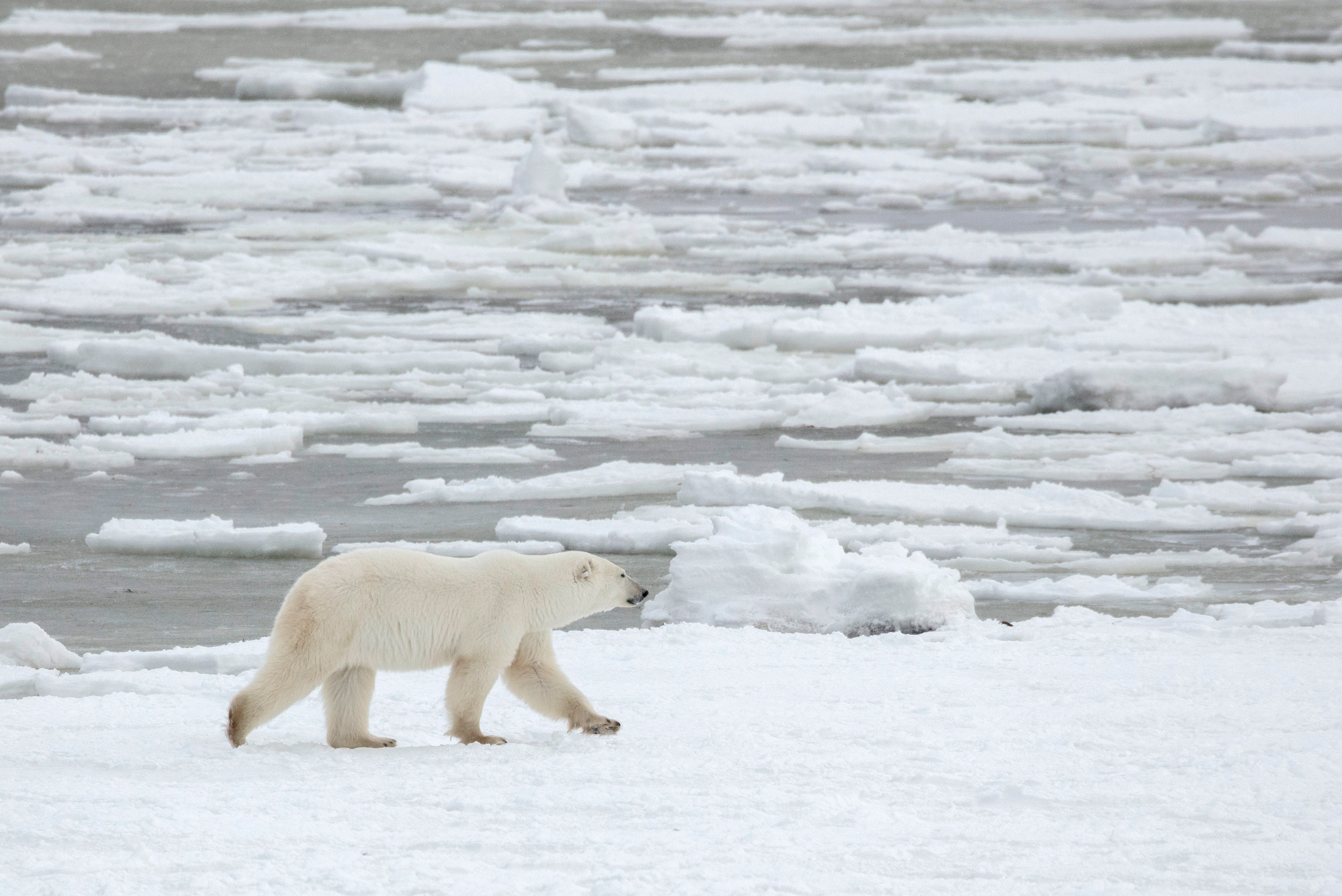 Ultimate Polar Bear Adventure 9