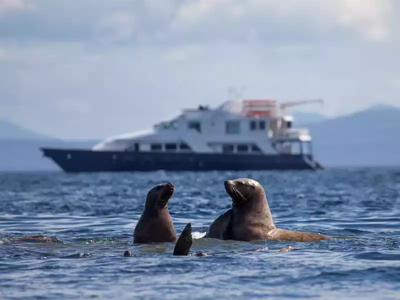 Uncruise - Safari Quest-Sea-lions-with-Quest