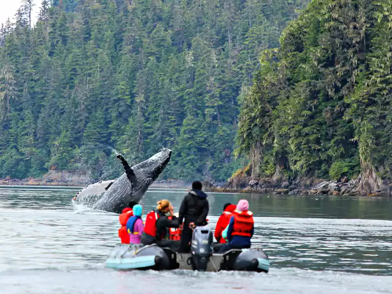 Uncuise Whale-breach-with-skiff
