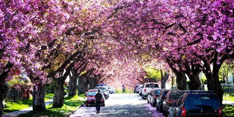 Vancouver's Cherry Blossoms and Seasonal Delights Vancouver's Cherry Blossoms and Seasonal Delights