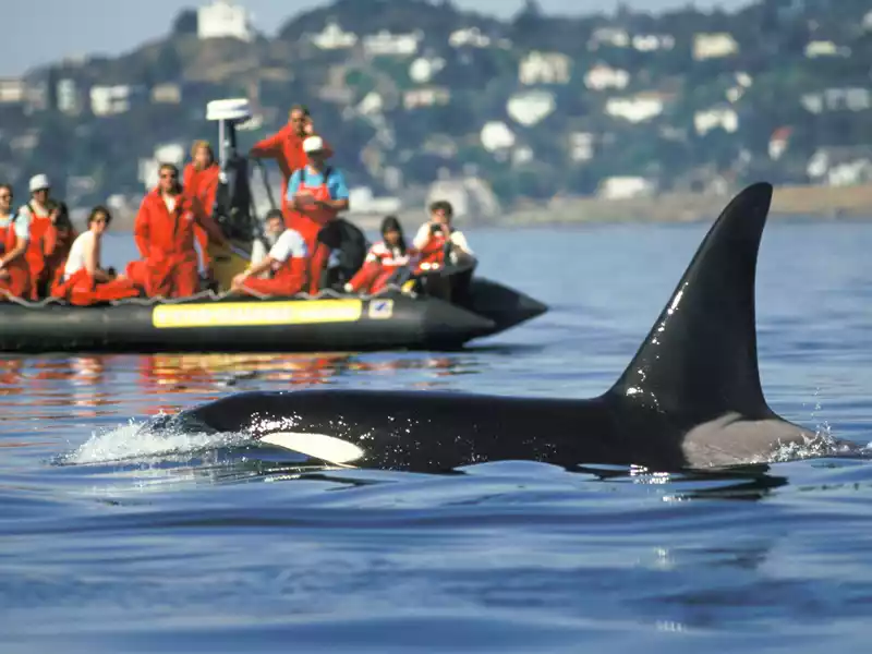 Victoria - Whale Watching