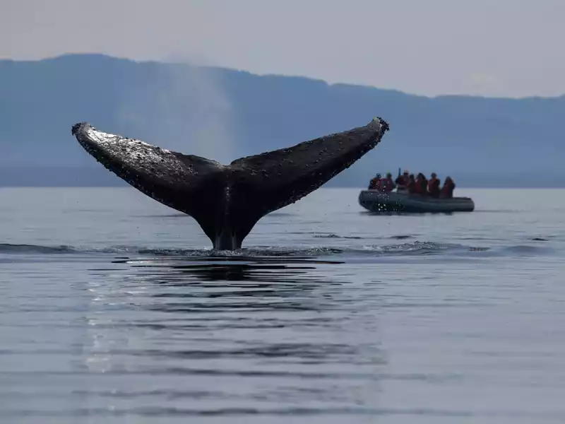 Whale-fluke-with-guest-skiff-in-background-Frederick-Sound