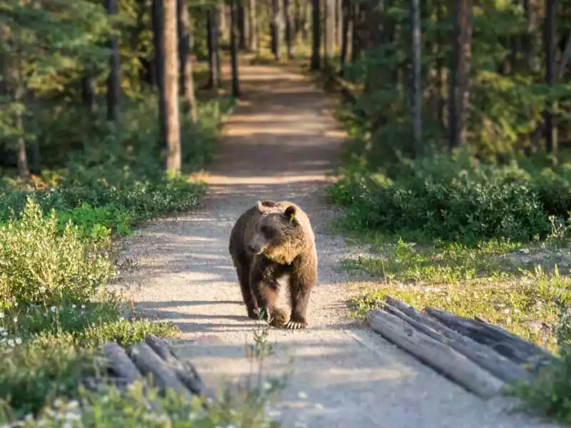 Whistler - Bear Viewing