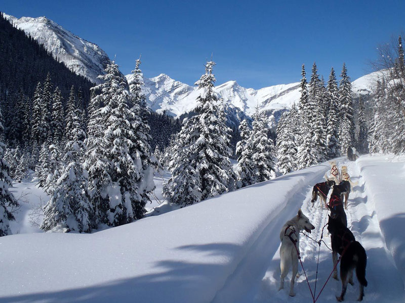 Winter Delights in the Majestic Canadian Rockies 7