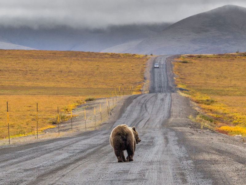 Yukon & the Dempster Highway Road Trip