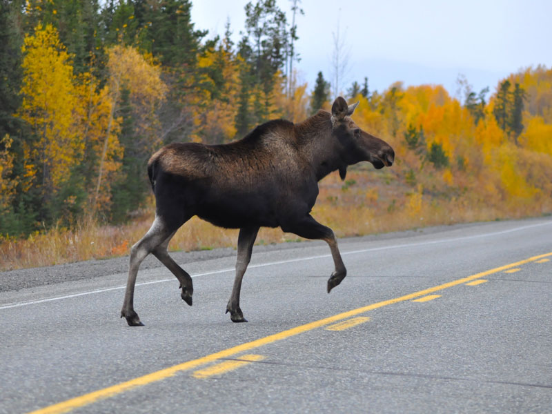 Yukon the Dempster Highway Road Trip 8